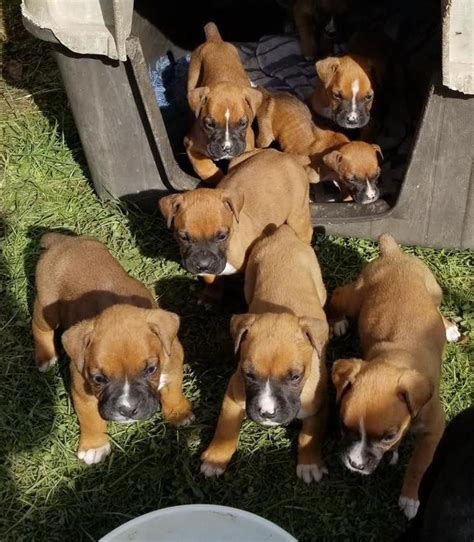I am currently taking reservations for this litter. . Boxer puppies for sale in ga